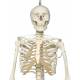 Frank the Functional Flexible Skeleton on Hanging Roller Stand - 3B Smart Anatomy