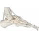 Frank the Functional Flexible Skeleton on Hanging Roller Stand - 3B Smart Anatomy