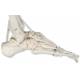 Frank the Functional Flexible Skeleton on Hanging Roller Stand - 3B Smart Anatomy