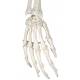 Frank the Functional Flexible Skeleton on Hanging Roller Stand - 3B Smart Anatomy