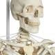 Frank the Functional Flexible Skeleton on Hanging Roller Stand - 3B Smart Anatomy