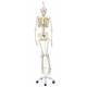 Frank the Functional Flexible Skeleton on Hanging Roller Stand