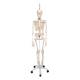 3B Scientific A15-3 Frank the Functional Flexible Skeleton on Hanging Roller Stand