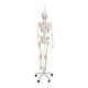 3B Scientific A15-3 Frank the Functional Flexible Skeleton on Hanging Roller Stand