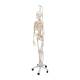3B Scientific A15-3 Frank the Functional Flexible Skeleton on Hanging Roller Stand