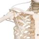 3B Scientific A15-3 Frank the Functional Flexible Skeleton on Hanging Roller Stand