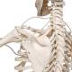 3B Scientific A15-3 Frank the Functional Flexible Skeleton on Hanging Roller Stand