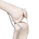 3B Scientific A15-3 Frank the Functional Flexible Skeleton on Hanging Roller Stand