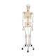 3B Scientific A15 Fred the Flexible Skeleton with Flexible Foot & Hand Wire Mounted - 3B Smart Anatomy