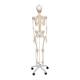 3B Scientific A15 Fred the Flexible Skeleton with Flexible Foot & Hand Wire Mounted - 3B Smart Anatomy