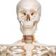 3B Scientific A15 Fred the Flexible Skeleton with Flexible Foot & Hand Wire Mounted - 3B Smart Anatomy