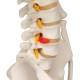 3B Scientific A15 Fred the Flexible Skeleton with Flexible Foot & Hand Wire Mounted - 3B Smart Anatomy