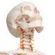 3B Scientific A15 Fred the Flexible Skeleton with Flexible Foot & Hand Wire Mounted - 3B Smart Anatomy