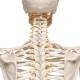 3B Scientific A15 Fred the Flexible Skeleton with Flexible Foot & Hand Wire Mounted - 3B Smart Anatomy