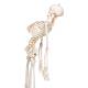 3B Scientific A15 Fred the Flexible Skeleton with Flexible Foot & Hand Wire Mounted - 3B Smart Anatomy