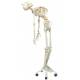 Fred the Flexible Skeleton with Flexible Foot & Hand Wire Mounted - 3B Smart Anatomy