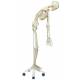 Fred the Flexible Skeleton with Flexible Foot & Hand Wire Mounted - 3B Smart Anatomy