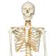 Fred the Flexible Skeleton with Flexible Foot & Hand Wire Mounted - 3B Smart Anatomy