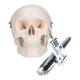 3B Scientific A18/5 Mini Skull Model - 3B Smart Anatomy