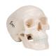 3B Scientific A18/5 Mini Skull Model - 3B Smart Anatomy