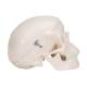 3B Scientific A18/5 Mini Skull Model - 3B Smart Anatomy