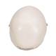 3B Scientific A18/5 Mini Skull Model - 3B Smart Anatomy