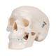 3B Scientific A18/5 Mini Skull Model - 3B Smart Anatomy