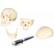 Mini Skull Model - 3B Smart Anatomy