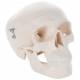Mini Skull Model - 3B Smart Anatomy
