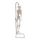 3B Scientific A18-1 Mini Skeleton on Hanging Stand - 3B Smart Anatomy