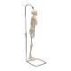 3B Scientific A18-1 Mini Skeleton on Hanging Stand - 3B Smart Anatomy