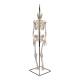 3B Scientific A18-1 Mini Skeleton on Hanging Stand - 3B Smart Anatomy