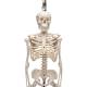 3B Scientific A18-1 Mini Skeleton on Hanging Stand - 3B Smart Anatomy