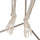 3B Scientific A18-1 Mini Skeleton on Hanging Stand - 3B Smart Anatomy