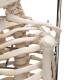 3B Scientific A18-1 Mini Skeleton on Hanging Stand - 3B Smart Anatomy