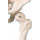 Mini Skeleton on Hanging Stand - 3B Smart Anatomy