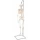 Mini Skeleton on Hanging Stand - 3B Smart Anatomy