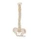 3B Scientific A18-20 Mini Vertebral Column - Flexible - No Stand - 3B Smart Anatomy