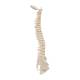 3B Scientific A18-20 Mini Vertebral Column - Flexible - No Stand - 3B Smart Anatomy
