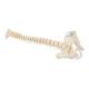 3B Scientific A18-20 Mini Vertebral Column - Flexible - No Stand - 3B Smart Anatomy