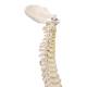 3B Scientific A18-20 Mini Vertebral Column - Flexible - No Stand - 3B Smart Anatomy
