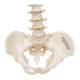 3B Scientific A18-20 Mini Vertebral Column - Flexible - No Stand - 3B Smart Anatomy