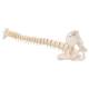 3B Scientific A18/20 Mini Vertebral Column - Flexible - No Stand