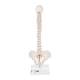 3B Scientific A18-21 Mini Vertebral Column on Stand - Flexible - 3B Smart Anatomy