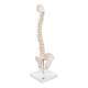 3B Scientific A18-21 Mini Vertebral Column on Stand - Flexible - 3B Smart Anatomy