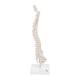 3B Scientific A18-21 Mini Vertebral Column on Stand - Flexible - 3B Smart Anatomy