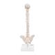 3B Scientific A18-21 Mini Vertebral Column on Stand - Flexible - 3B Smart Anatomy