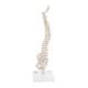 3B Scientific A18-21 Mini Vertebral Column on Stand - Flexible - 3B Smart Anatomy