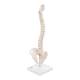 3B Scientific A18-21 Mini Vertebral Column on Stand - Flexible - 3B Smart Anatomy