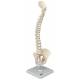 Mini Vertebral Column on Stand - Flexible - 3B Smart Anatomy